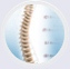 Spine Anatomy